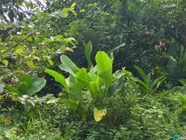 Terreno venda em Ubatuba