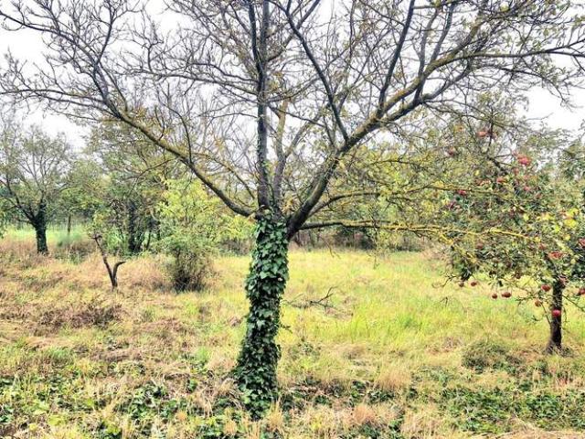 Grundstück kaufen in Neusiedl bei Güssing, Kukmirn