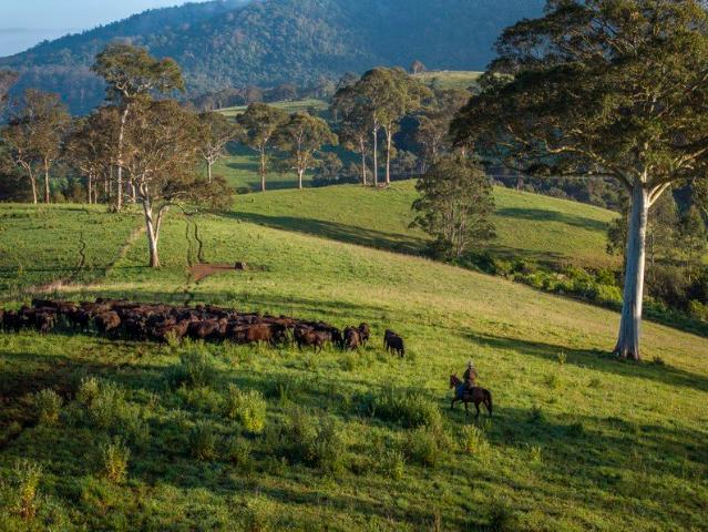 Cottage for sale in Dorrigo, New South Wales