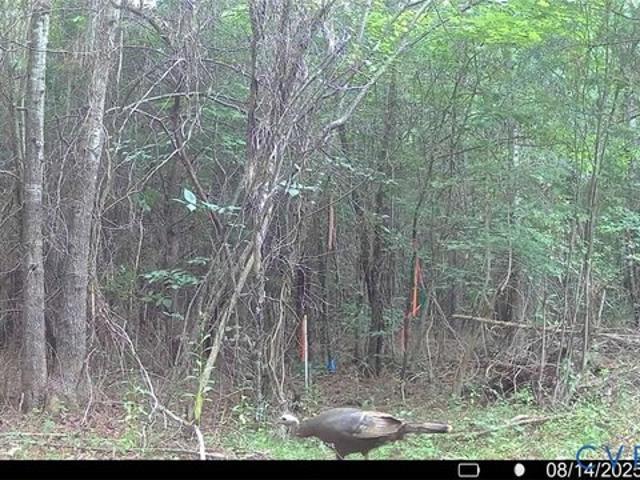 Land for sale in Virginia