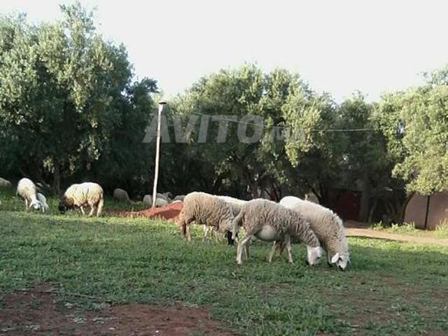 Propriété vente à Al Haouz, L'Oriental