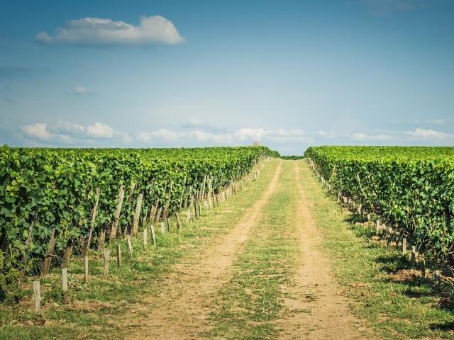 Château vente à Libourne, Doulezon