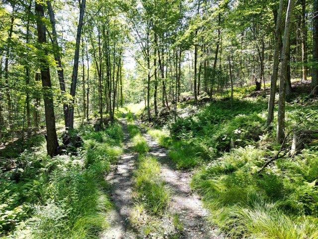 Land for sale in Newfane, Vermont