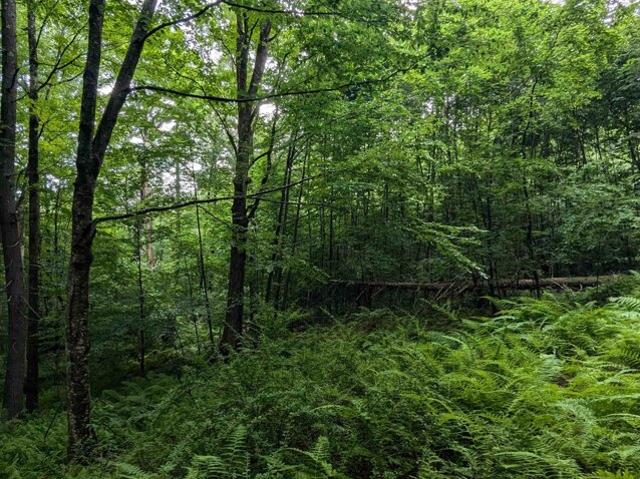 Land for sale in Newfane, Vermont