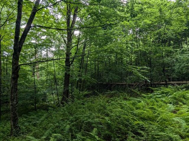 Land for sale in Newfane, Vermont