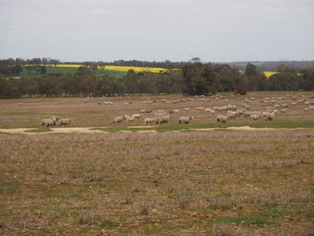 Acreage for sale in Cranbrook, Western Australia
