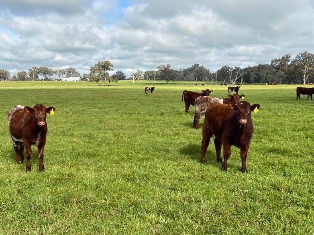 Acreage for sale in Jindera, New South Wales
