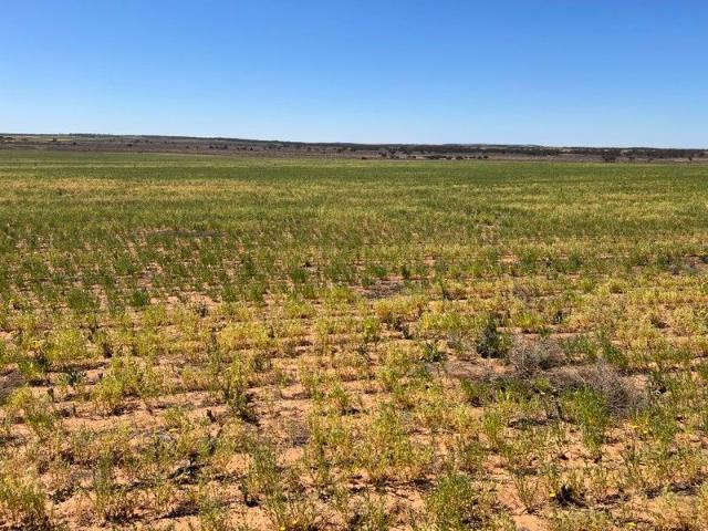 Acreage for sale in Nildottie, South Australia