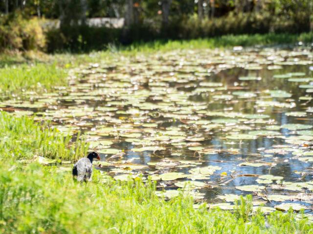 House for sale in Ringtail Creek, Noosa Shire
