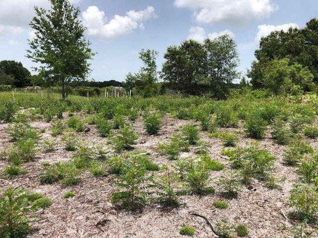 Land for sale in Lake Wales, Florida