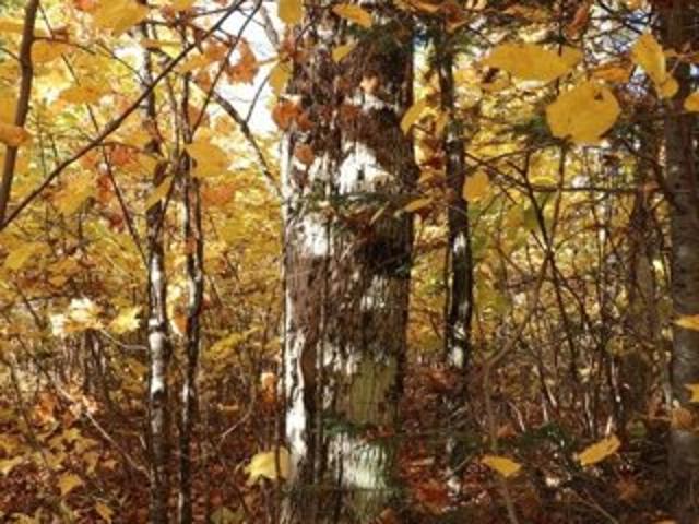Land for sale in Easton, Aroostook County
