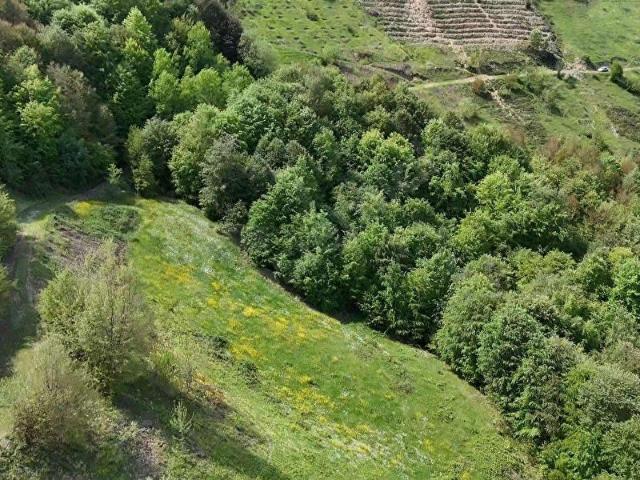 Alaçam, Samsun içerisinde satılık Arsa