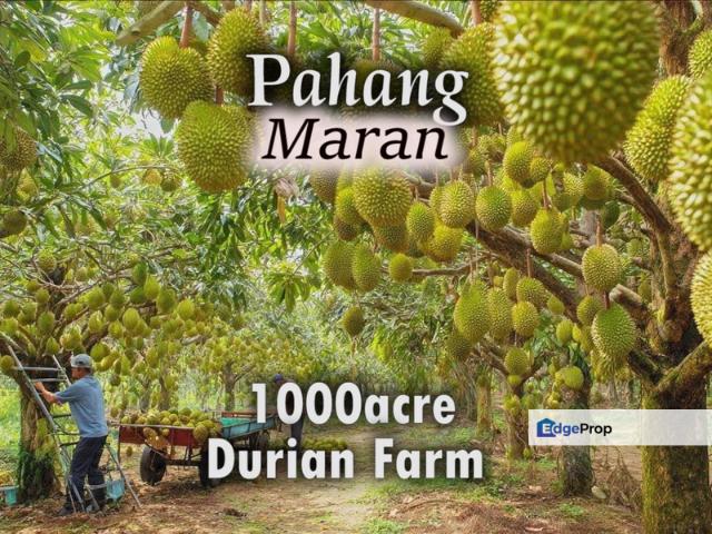 Shop for sale in Maran, Pahang