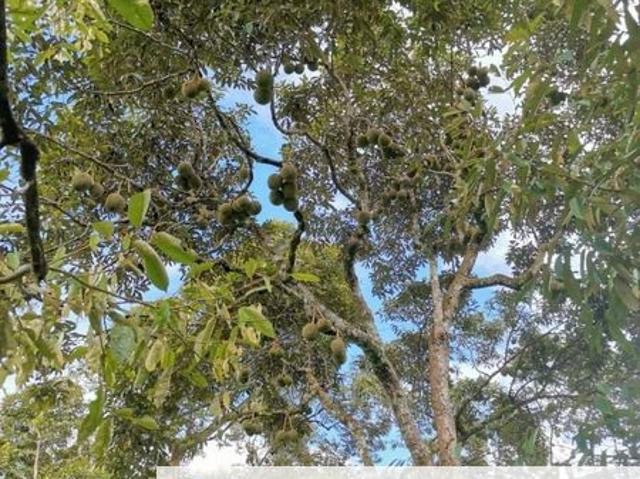 Shop for sale in Kuala Muda, Kedah