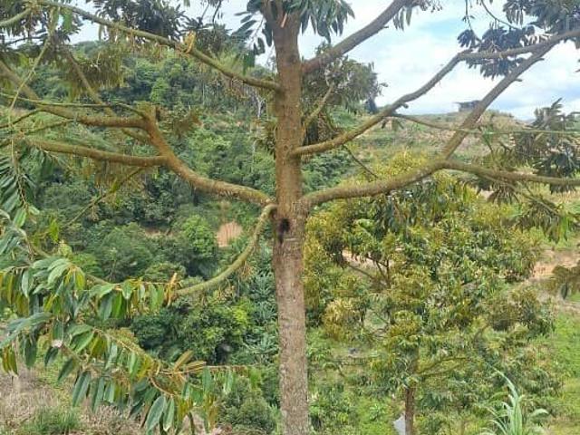 Property for sale in Negeri Sembilan