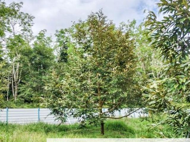 Shop for sale in Perak