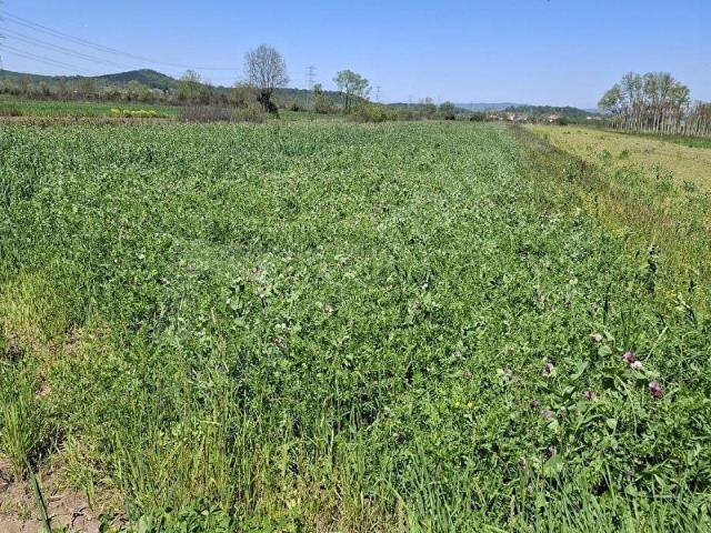 Söğütlü, Sakarya içerisinde satılık Arsa
