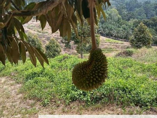 Shop for sale in Perak, Manong