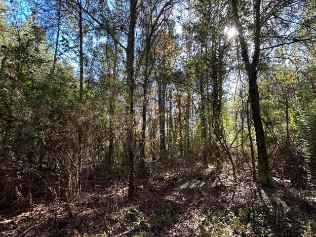 Land for sale in Magnolia, Mississippi