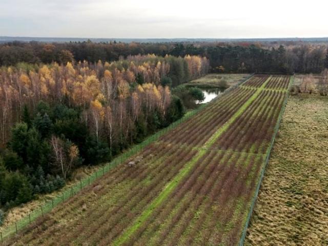 Grunt na sprzedaż w Kalisz, Wielkopolskie