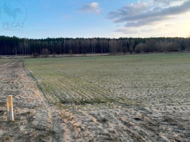 Grunt na sprzedaż w Trzciel, Lubuskie