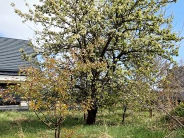 Grunt na sprzedaż w Dębe Wielkie, Mazowieckie