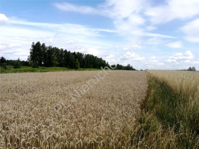 Grunt na sprzedaż w Dobre, Mazowieckie