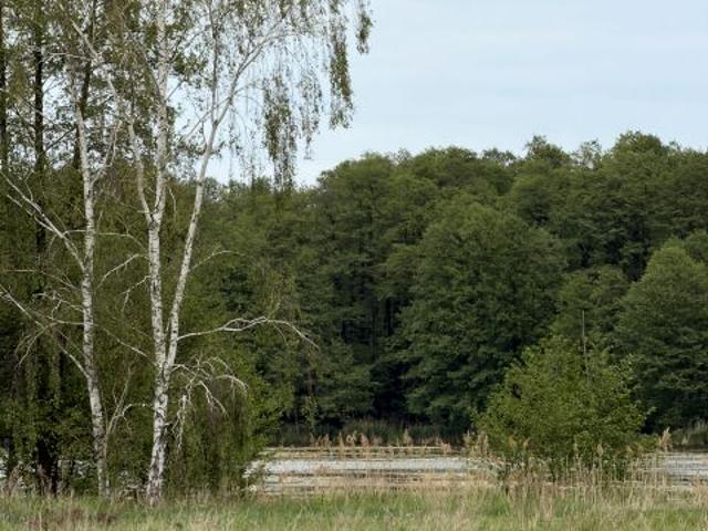 Grunt na sprzedaż w Zabór, Lubuskie