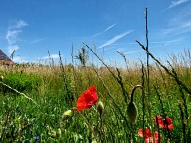 Grunt na sprzedaż w Gortatowo, Wielkopolskie
