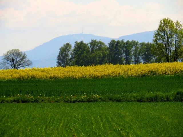 Grunt na sprzedaż w Miedźna, powiat pszczyński