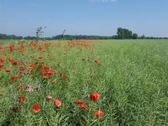 Grunt na sprzedaż w Trzebiatów, Zachodniopomorskie