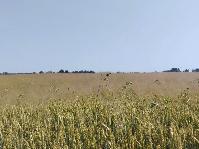 Grunt na sprzedaż w Mogilany, Małopolskie