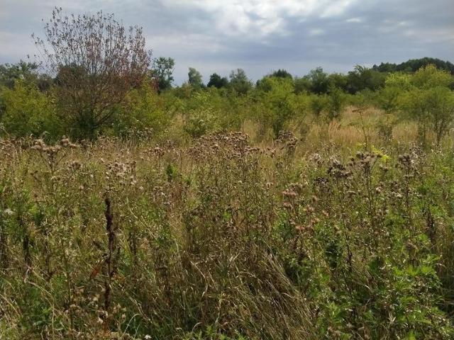 Grunt na sprzedaż w Pyrzyce, Zachodniopomorskie