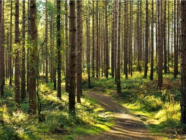 Grunt na sprzedaż w Pąchy, Wielkopolskie
