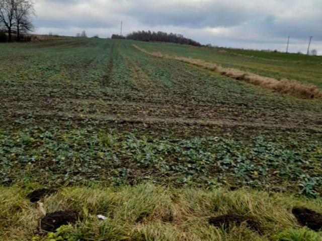 Grunt na sprzedaż w Chełm Śląski, Śląskie