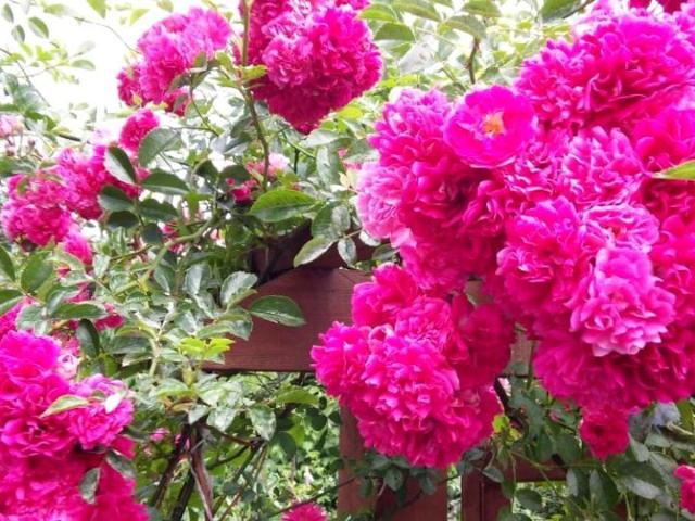 Grunt na sprzedaż w Osielsko, Kujawsko-pomorskie