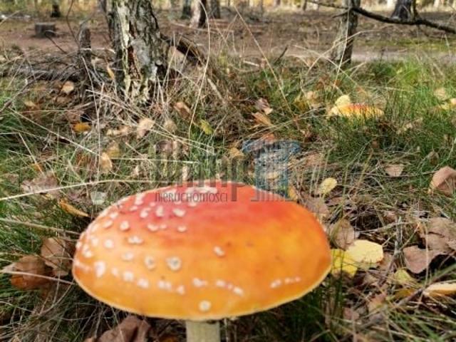 Grunt na sprzedaż w Osielsko, Kujawsko-pomorskie