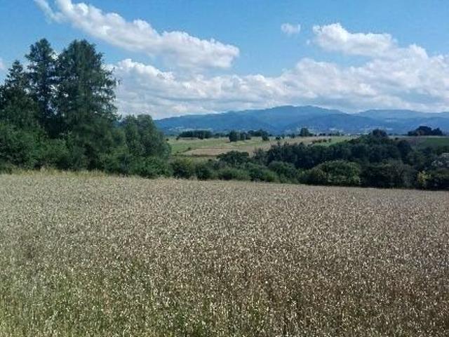 Grunt na sprzedaż w Lipowa, Śląskie