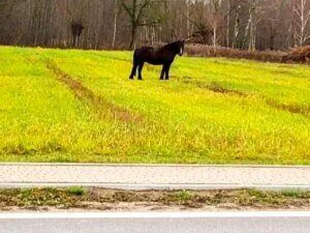 Grunt na sprzedaż w Wołomin, Mazowieckie