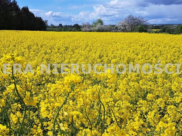 Grunt na sprzedaż w Narewka, Podlaskie