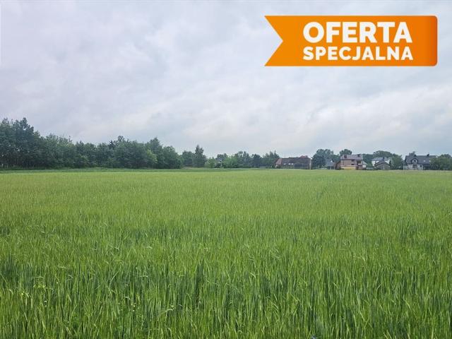Grunt na sprzedaż w Olszyna, Jeziorzany