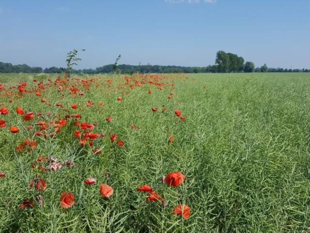 Grunt na sprzedaż w Trzebiatów, Zachodniopomorskie