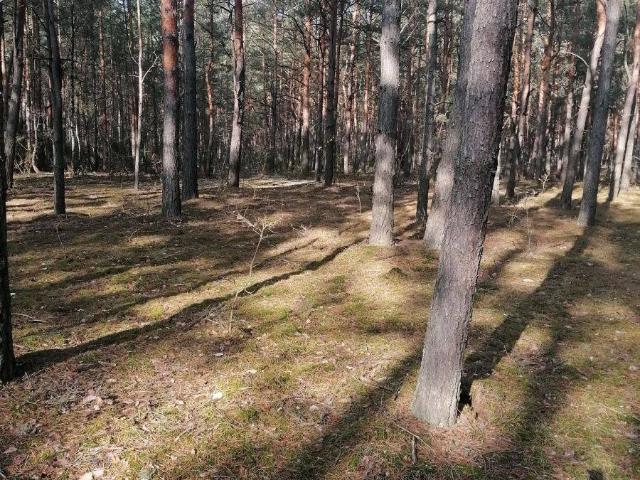 Grunt na sprzedaż w Wieliszew, Mazowieckie