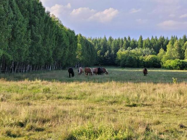 Grunt na sprzedaż w Czeremcha, Podlaskie