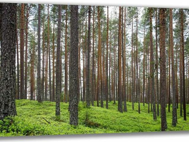 Grunt na sprzedaż w Narewka, Podlaskie