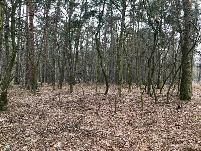 Grunt na sprzedaż w Konstantynów Łódzki, Łódzkie