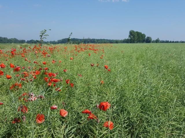 Grunt na sprzedaż w Trzebiatów, Zachodniopomorskie
