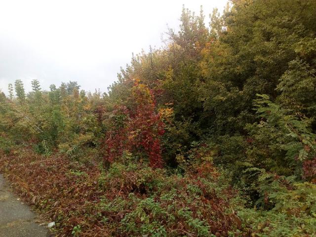 Grunt na sprzedaż w Bieruń, Śląskie