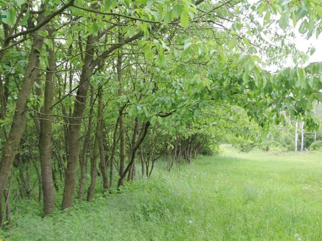 Grunt na sprzedaż w Opole, Opolskie
