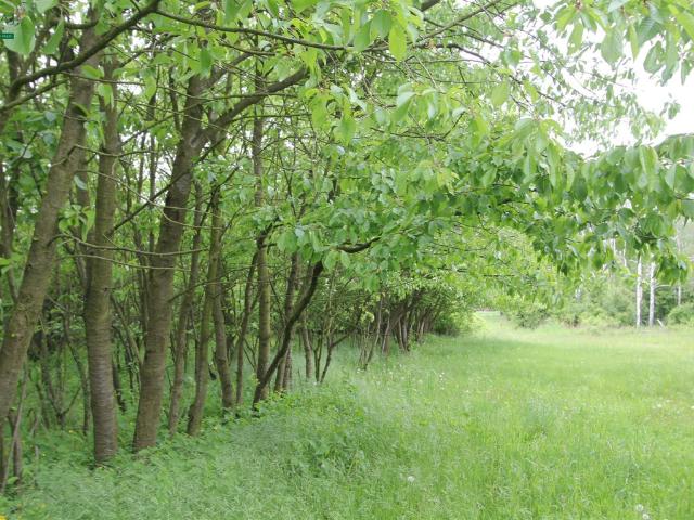 Grunt na sprzedaż w Opole, Opolskie